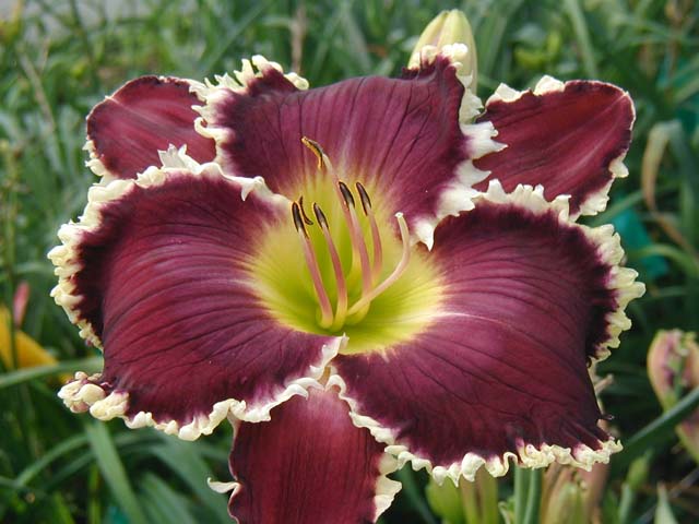 16014