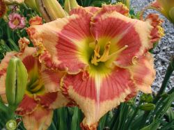 BLOOM WHERE YOU�RE PLANTED 