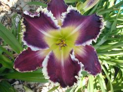 TERRIBLE SWIFT SWORDNESS