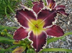 TERRIBLE SWIFT SWORDNESS