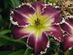 TERRIBLE SWIFT SWORDNESS