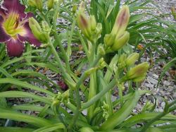 TERRIBLE SWIFT SWORDNESS