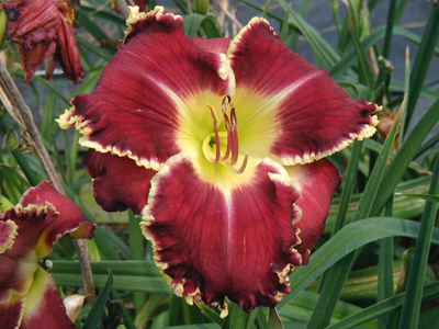 LET NOT YOUR HEART BE TROUBLED 