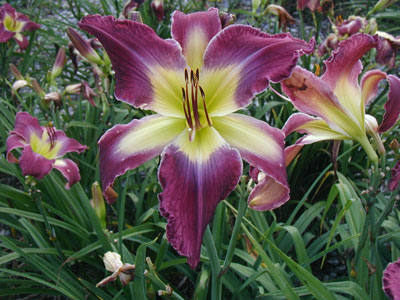 FLOODGATES OF HEAVEN