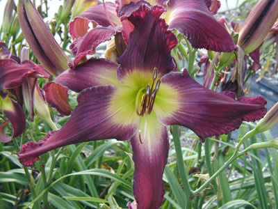 TRUTH OR CONSEQUENCES