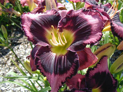 FROM AGE TO AGE THE SAME