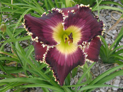 SHARPER THAN A DOUBLE EDGE SWORD 