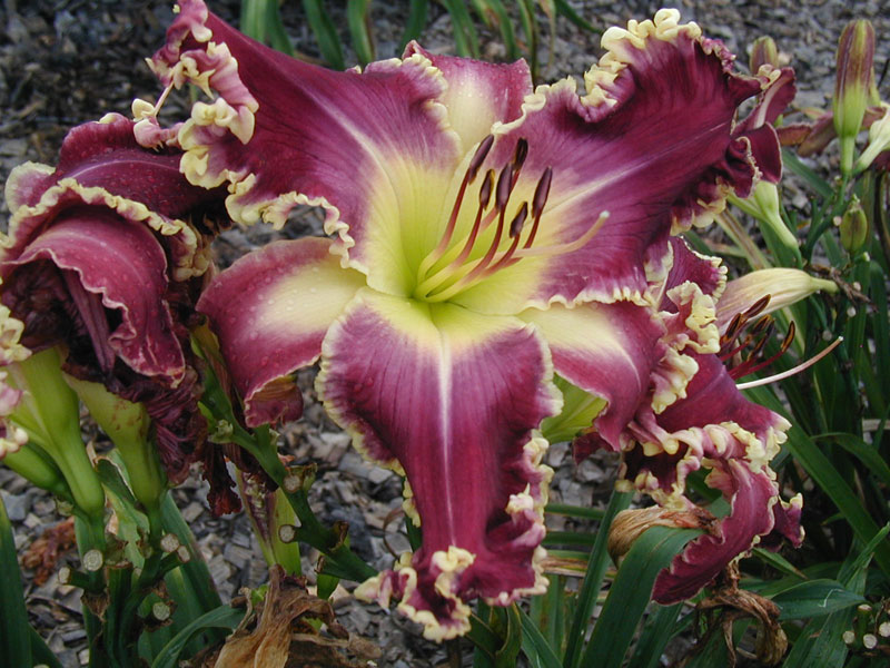 IRRECONCILABLE DIFFERENCES