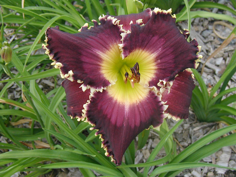 SHARPER THAN A DOUBLE EDGED SWORD