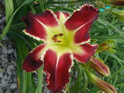 Liar Liar Pants On Fire