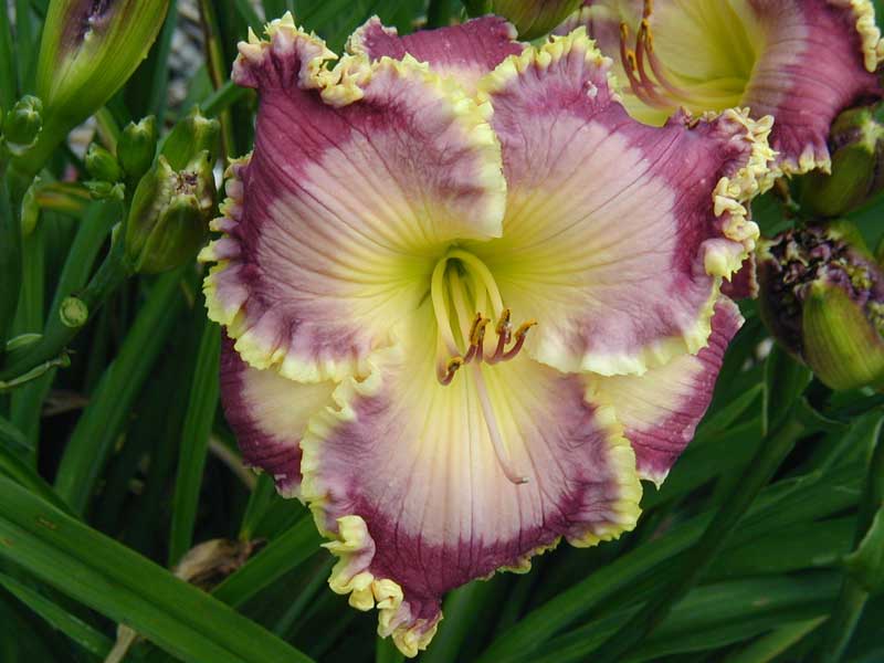 GREAT IS THY FAITHFULNESS